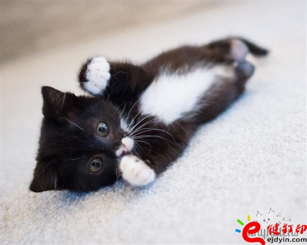 [好有愛]3D打印助殘疾貓咪恢復行動自由 3D打印貓咪專用輪椅