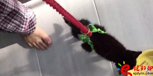 [好有愛]3D打印助殘疾貓咪恢復行動自由 3D打印貓咪專用輪椅