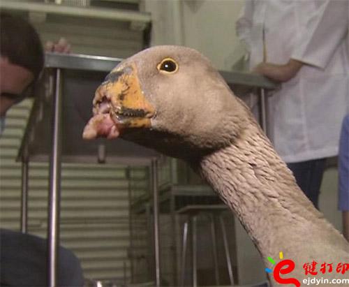 沒(méi)有喙的鵝