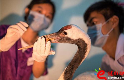 沒(méi)有上喙的丹頂鶴