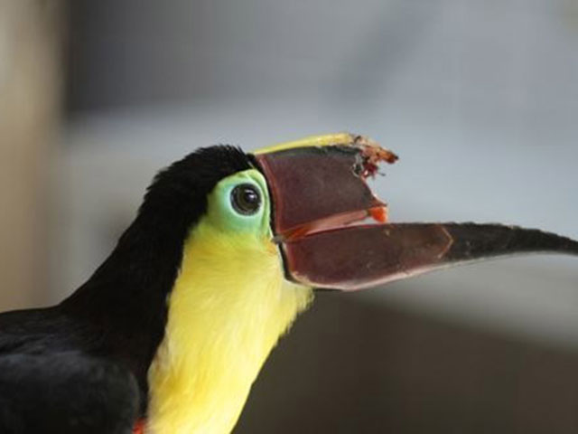 沒(méi)有上喙的大嘴鳥